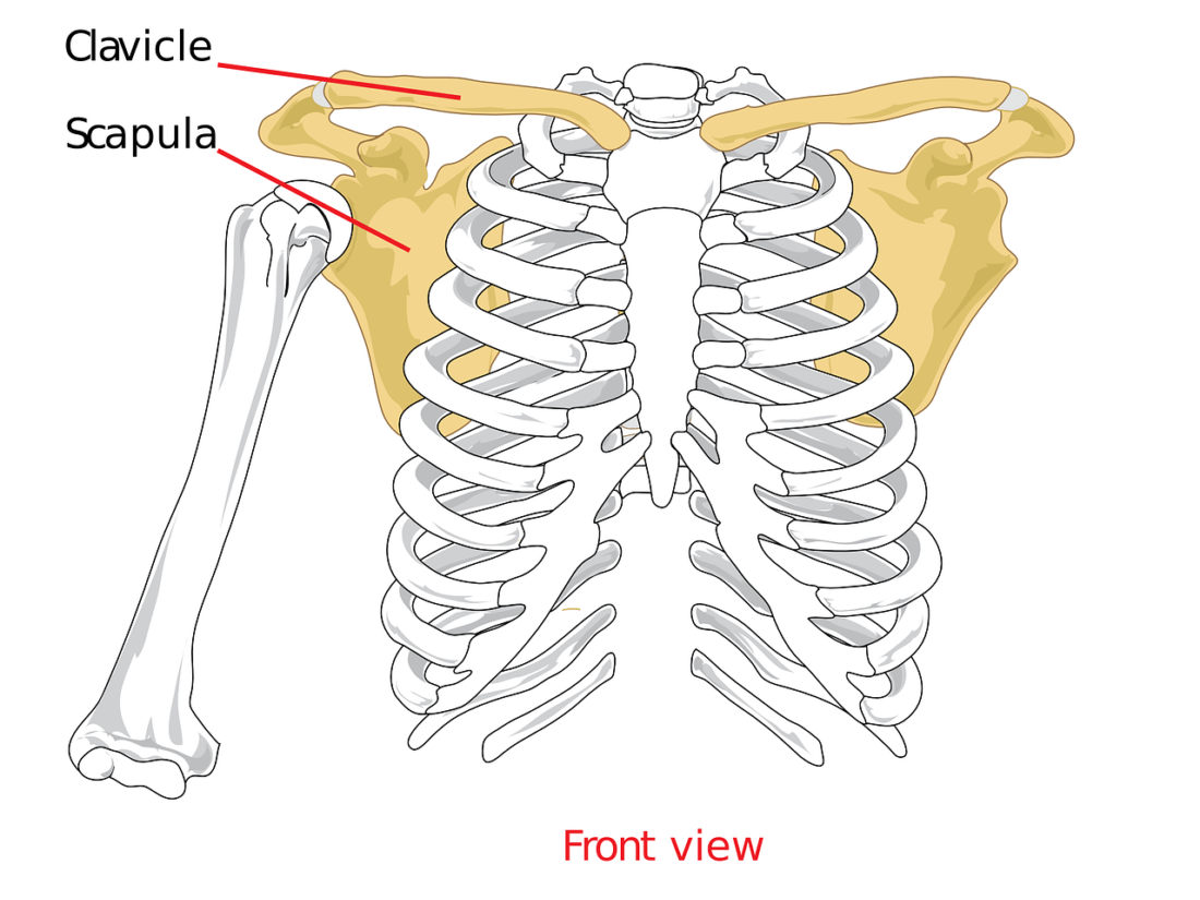 前方から見た肩甲骨と鎖骨の骨の図